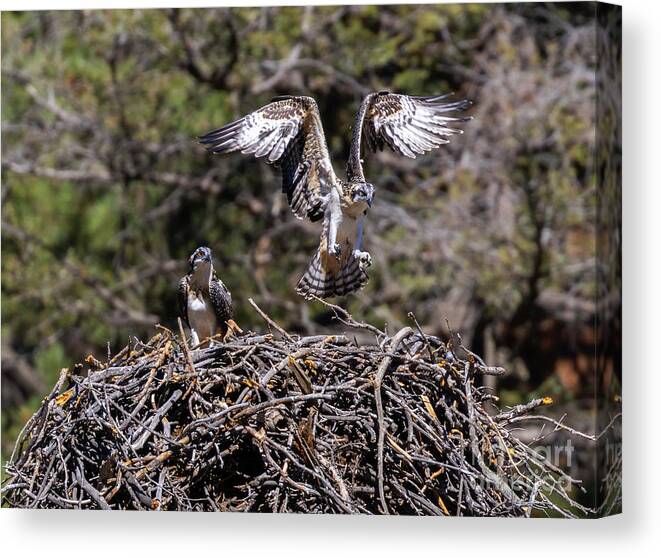 Osprey Canvas Print featuring the photograph Flying Osprey #3 by Steven Krull