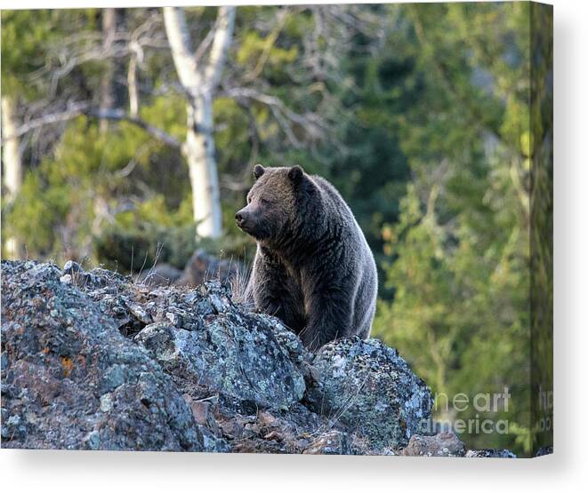 Yellowstone Canvas Print featuring the photograph Ice Box Canyon Grizzly #7 by Patrick Nowotny