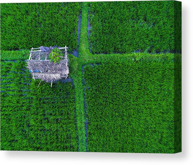 Rice Paddy Canvas Print featuring the photograph Tegallalang Rice terraces #8 by DKart