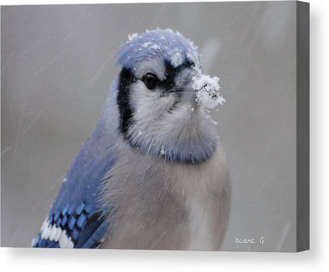 Winter Blue Jay Canvas Print featuring the photograph Winter Blue Jay #8 by Diane Giurco