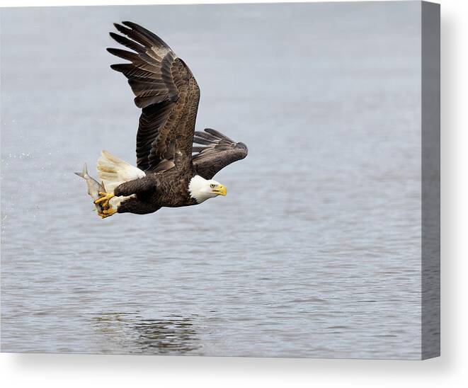 Eagle Canvas Print featuring the photograph A Fish Flier by Art Cole