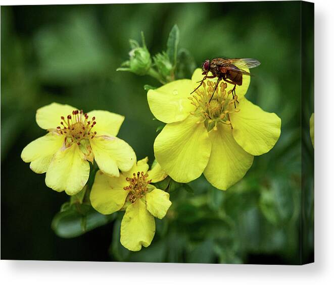 Finland Canvas Print featuring the photograph A fly on a golden hardhack by Jouko Lehto