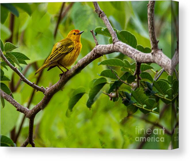 Warbler Canvas Print featuring the photograph A Galapagos Yellow Warbler by L Bosco