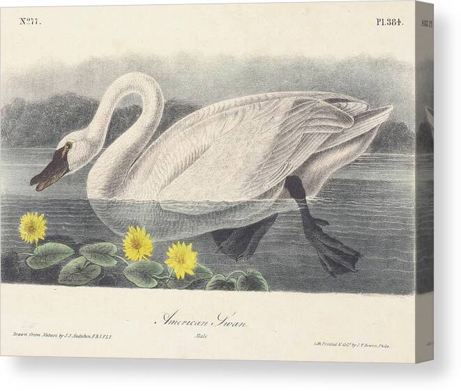 Swan Canvas Print featuring the digital art American Swan c. 1840 by Kim Kent