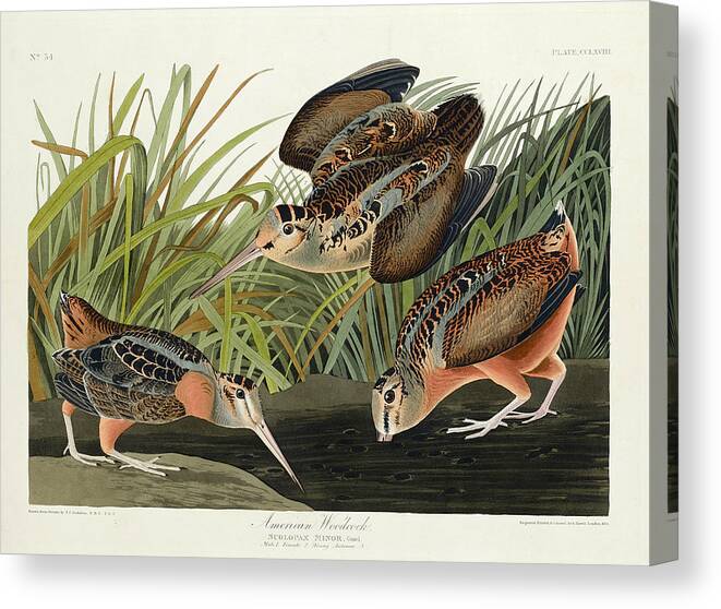 Robert Havell Canvas Print featuring the drawing American Woodcock by Robert Havell