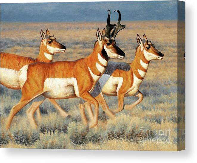 Cynthie Fisher Canvas Print featuring the painting Antelope, Pronghorn by Cynthie Fisher