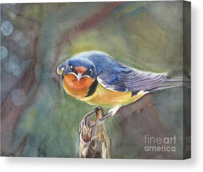 Barn Swallow Canvas Print featuring the painting Are you looking at me? by Vicki B Littell