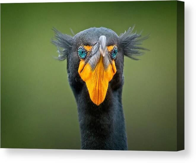 Wild Canvas Print featuring the photograph Attitude by Steve DaPonte