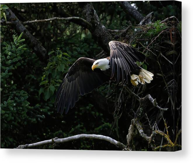 Eagle Flying Canvas Print featuring the photograph Eagle Taking Flight by Barbara Sophia Photography