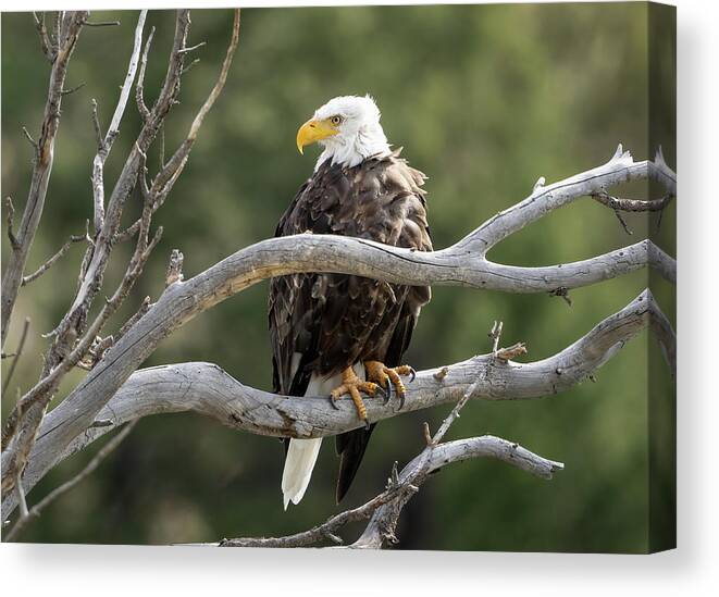 Eagles Canvas Print featuring the photograph Bald Eagle Perched by Julie Barrick