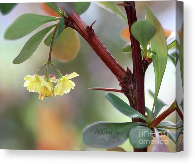 Barberry Blossom Canvas Print featuring the photograph Barberry Blossom by Natalie Dowty