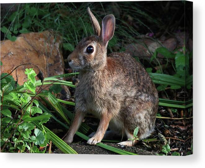 Wildlife Canvas Print featuring the photograph Beautiful Bunny Portrait by Trina Ansel