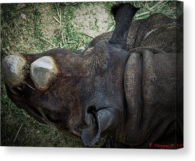 Rhinos Canvas Print featuring the photograph Black Rhino by Rene Vasquez
