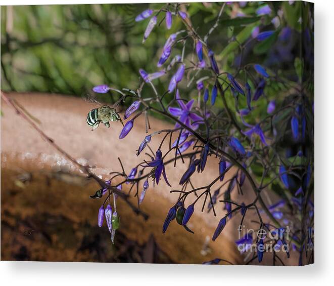 Bee Canvas Print featuring the photograph Blue Banded Bee - Amegilla cingulata and Dianella caerulea by Elaine Teague