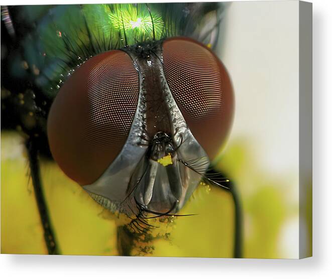 Fly Canvas Print featuring the photograph Bugged Eyed by Lens Art Photography By Larry Trager