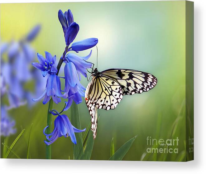 Bluebells Canvas Print featuring the mixed media Butterfly and Bluebell Dreams by Morag Bates