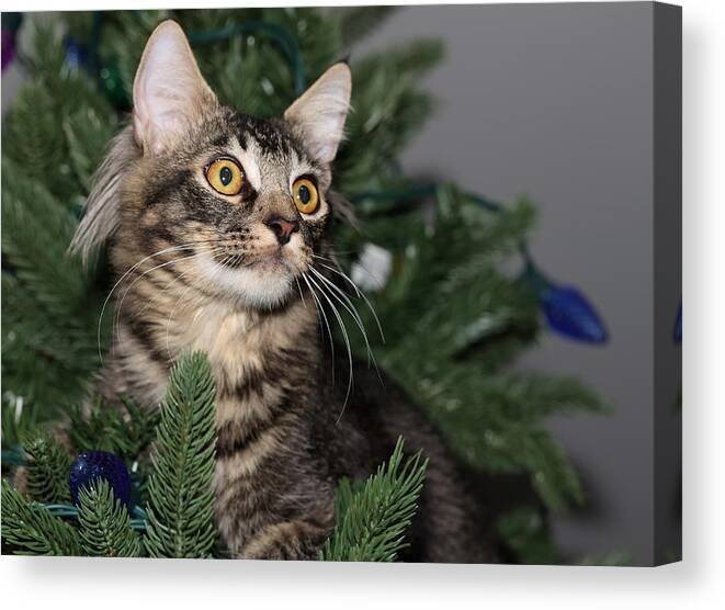 Maine Coon Canvas Print featuring the photograph Cat in a Christmas Tree by Mingming Jiang