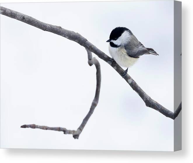 Bird Canvas Print featuring the photograph Chickadee by Art Cole