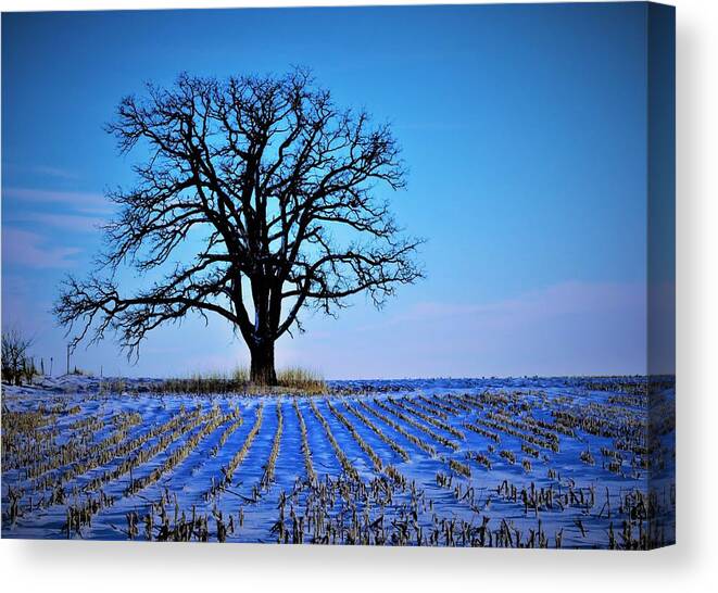 Trees Canvas Print featuring the photograph Cold November Morning by Lori Frisch