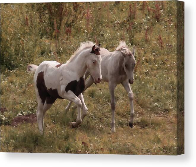 Mustangs Canvas Print featuring the photograph Colts At Play by Karen Shackles