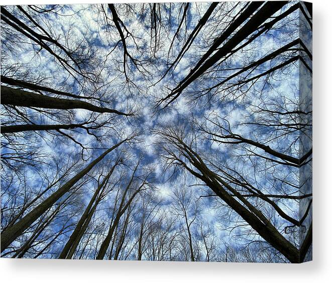 Forest Canvas Print featuring the photograph Convergence of the Elders - 2 of 3 - Straight up view in forest with altocumulus clouds by Peter Herman