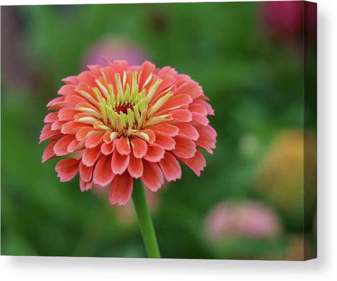 Garden Canvas Print featuring the photograph Coral Crush by Mary Anne Delgado