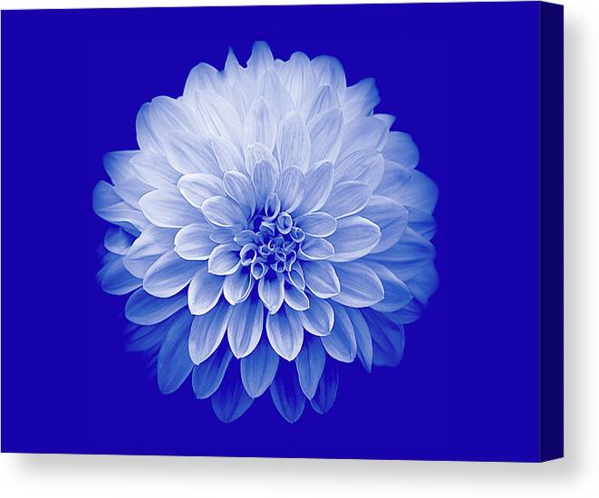 Art Canvas Print featuring the photograph Dahlia IV on Blue Background by Joan Han
