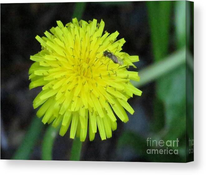 Dandelion Canvas Print featuring the photograph Dandy Lion by World Reflections By Sharon