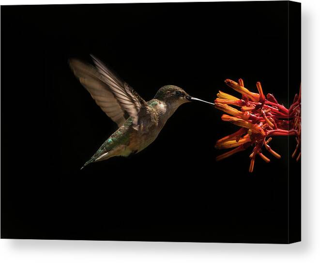 Ruby Throated Hummingbird Canvas Print featuring the photograph Dark Ruby by Justin Battles