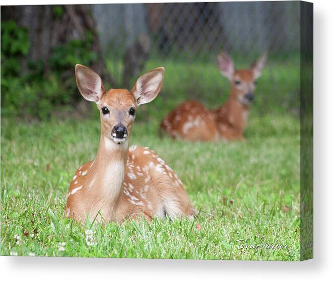 Fawns Canvas Print featuring the photograph Deer Babies by Terri Harper