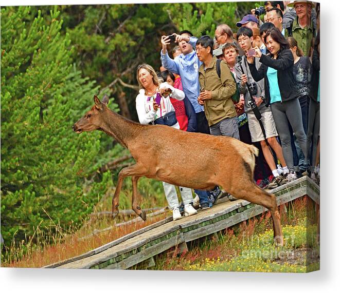 Elk Canvas Print featuring the photograph Elk In the Air by Amazing Action Photo Video