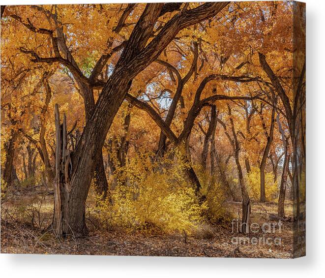 Fall Canvas Print featuring the photograph Fall in the Bosque by Seth Betterly