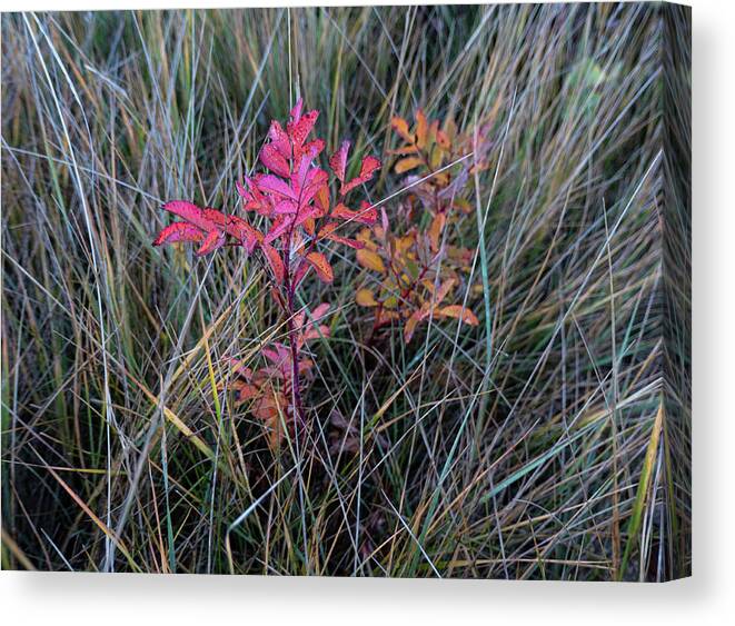 Wild Rose Canvas Print featuring the photograph Fall Wild Rose Plant On The Prairie by Karen Rispin