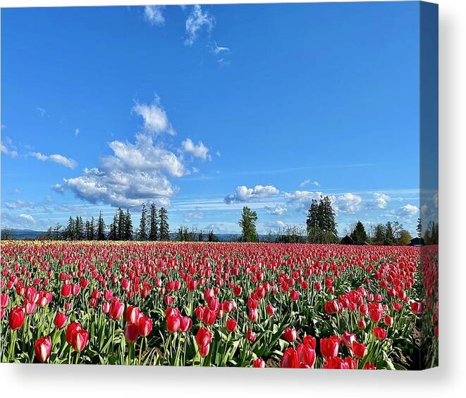Tulips Canvas Print featuring the photograph Field of Red by Brian Eberly