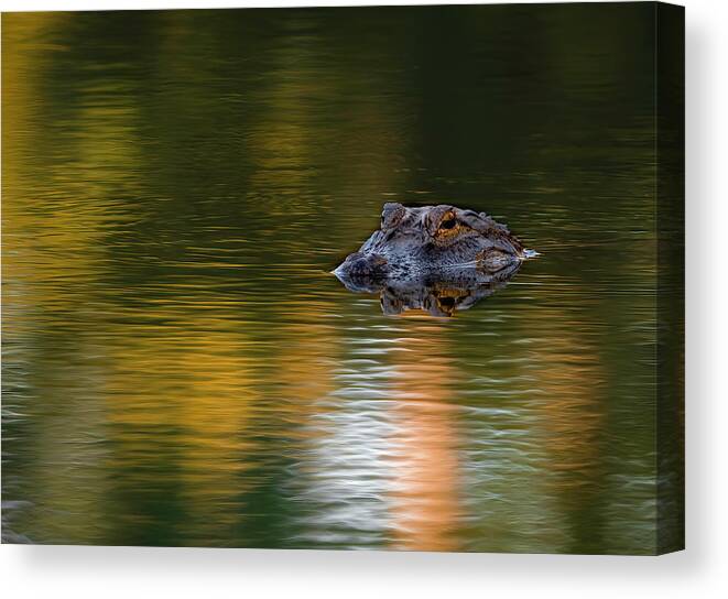 Aligator Canvas Print featuring the photograph Florida Gator 4 by Larry Marshall