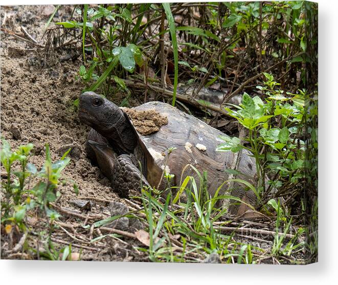 Tortoise Canvas Print featuring the photograph Florida Gopher Tortoise Digging His Den by L Bosco