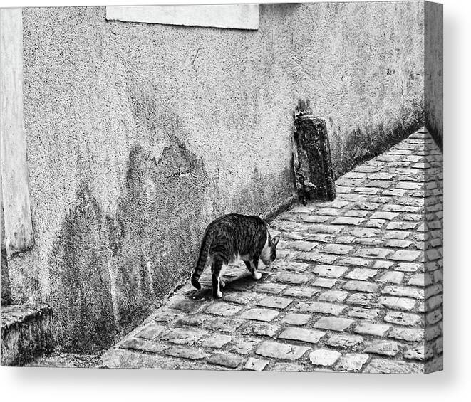 French Cats Canvas Print featuring the photograph French Alley Cat by Menega Sabidussi