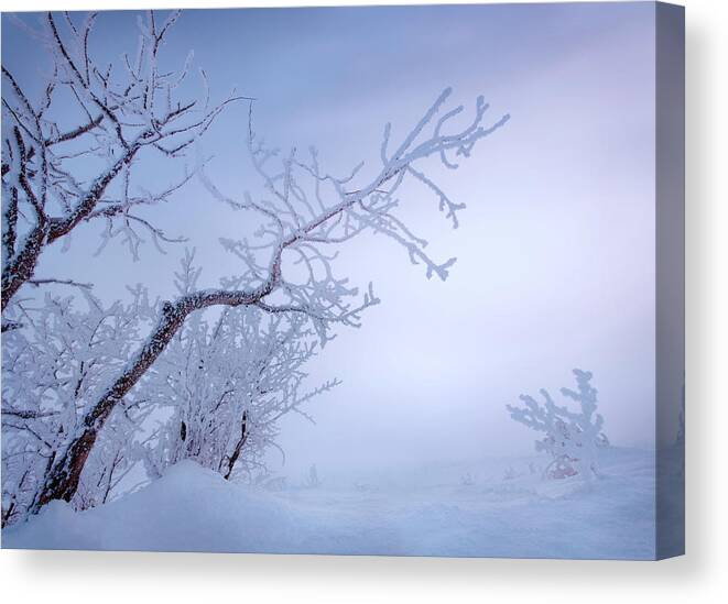 Landscape Canvas Print featuring the photograph Frosty Prairie Morning by Dan Jurak