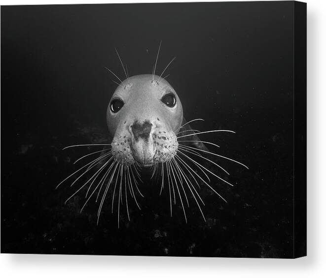 Seal Canvas Print featuring the photograph Gray seal by Brian Weber
