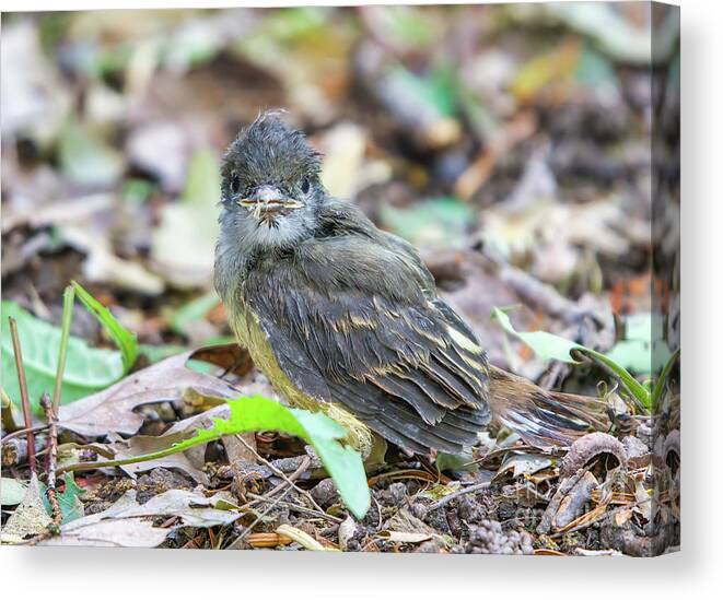 Great Crested Flycatcher Canvas Print featuring the photograph Great Crested Flycatcher Baby Just Left Nest by Charline Xia