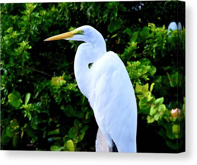 Great Egret Beauty Canvas Print featuring the photograph Great Egret Beauty by Warren Thompson
