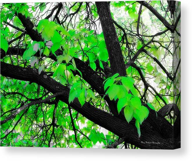 Tree Nature Landscape Canvas Print featuring the photograph Green and Serene by Mary Walchuck