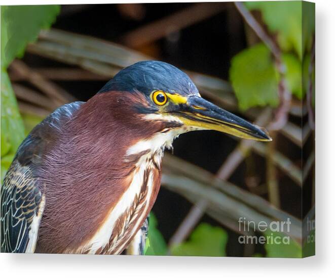 Green Heron Canvas Print featuring the photograph Green Heron in Largo Florida by L Bosco