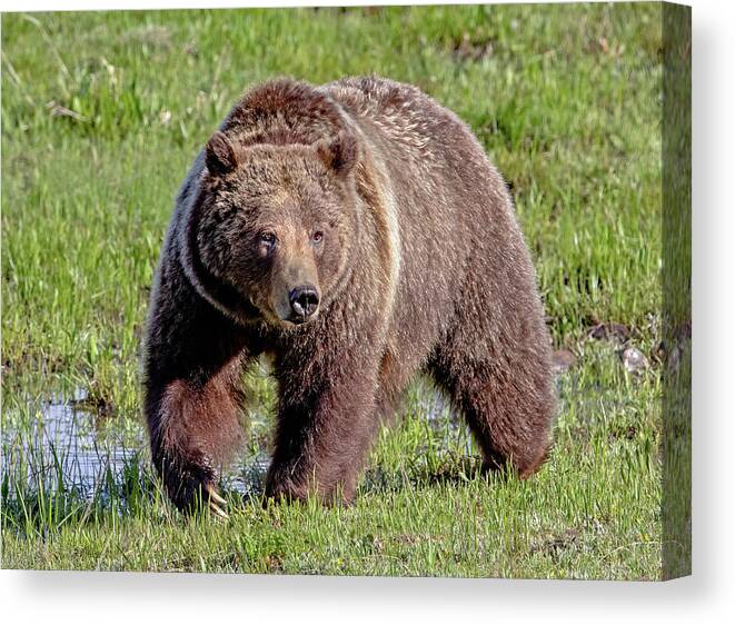 Grizzly Bear Canvas Print featuring the photograph Grizzly 399 by Jack Bell