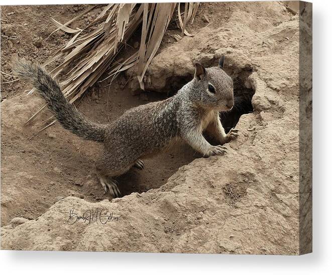 Ground Squirrel Canvas Print featuring the photograph Ground Squirrel by Burrow by Beverly M Collins