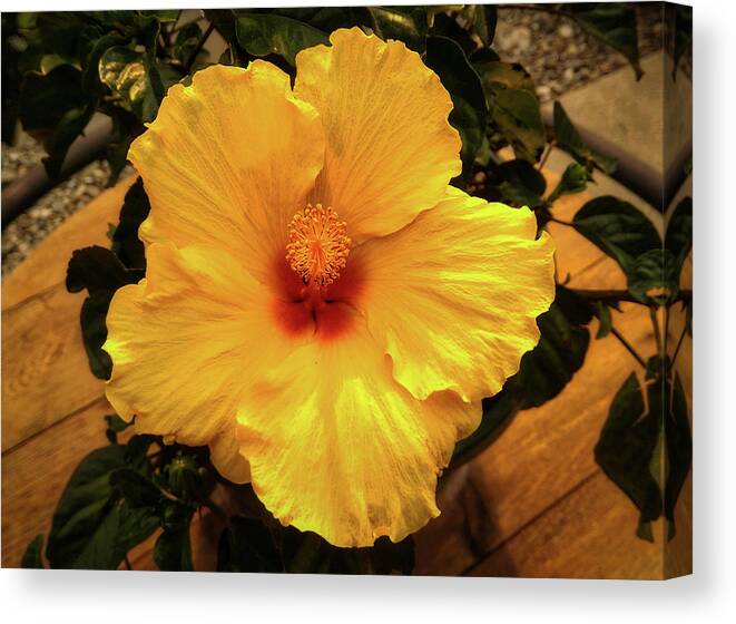 Flower Canvas Print featuring the photograph Hibiscus by Dan Eskelson