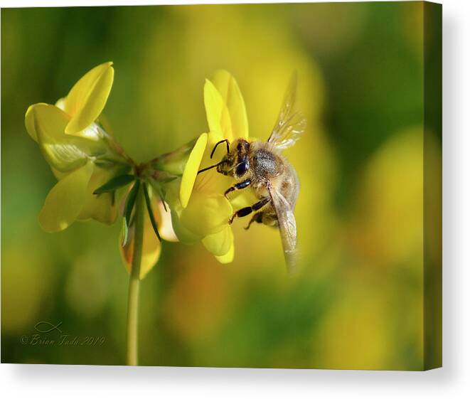 Bee Canvas Print featuring the photograph Honeybee In An Abstract Floral World by Brian Tada