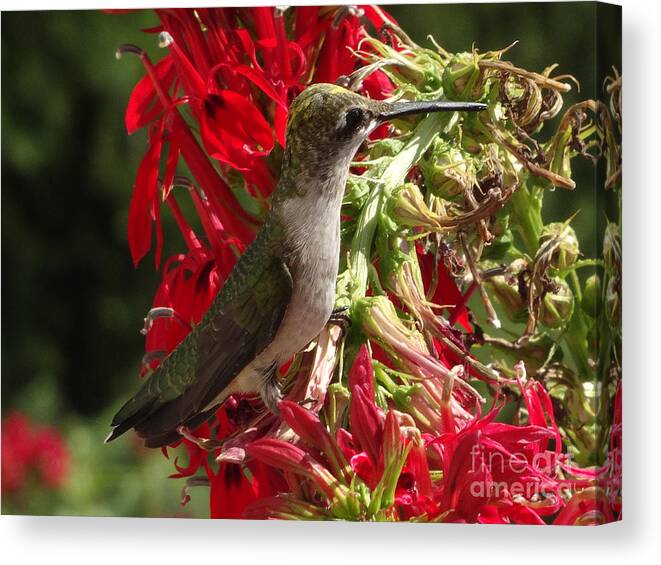 Copyright 2022 By Christopher Plummer Canvas Print featuring the photograph Hummers Day 2-09 by Christopher Plummer
