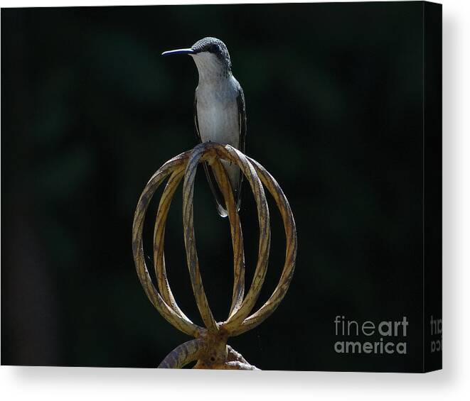 5 Star Canvas Print featuring the photograph Hummers on Deck- 2-05 by Christopher Plummer