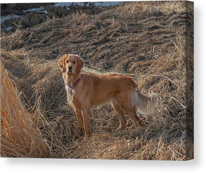 Hunting Dog Canvas Print featuring the photograph Hunting Dog In The Field by Karen Rispin
